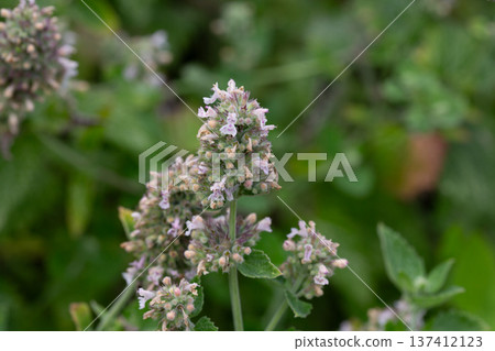 Catnip (lat. Nepeta cataria) - medicinal plant blooms on a Sunny spring day. Catnip, lemon mint - The plant contains up to 3 essential oil, which gives it a strong, distinctive ("lemon") smell that Catnip (lat. Nepeta cataria) - medicinal plant blooms on a Sunny spring day. Catnip, lemon mint - The plant contains up to 3 essential oil, which gives it a strong, distinctive ("lemon") smell that 137412123