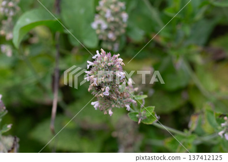 Catnip (lat. Nepeta cataria) - medicinal plant blooms on a Sunny spring day. Catnip, lemon mint - The plant contains up to 3 essential oil, which gives it a strong, distinctive ("lemon") smell that Catnip (lat. Nepeta cataria) - medicinal plant blooms on a Sunny spring day. Catnip, lemon mint - The plant contains up to 3 essential oil, which gives it a strong, distinctive ("lemon") smell that 137412125
