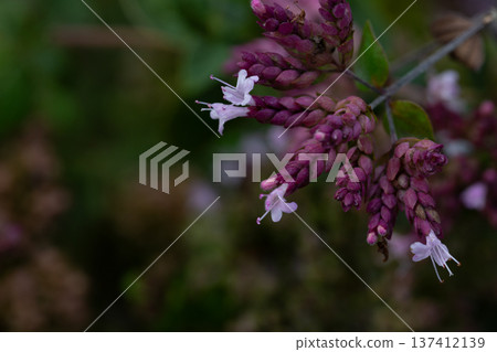 Oregano Origanum vulgare purple violet flowers on nature. A medicinal plant that is also used as a spice; a good honey plant. Oregano Origanum vulgare purple violet flowers on nature. A medicinal plant that is also used as a spice; a good honey plant. 137412139