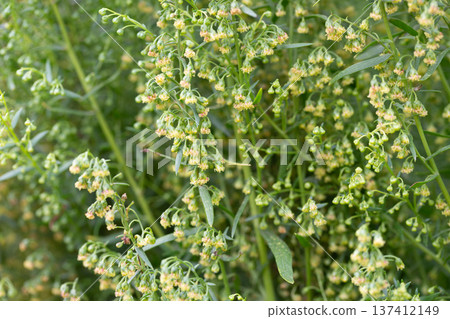 Plant Estragon or Tarragon (Artemisia dracunculus) is a spice used in pickling, canning, and is an excellent seasoning for meat dishes. It has phytoncide properties. 137412149