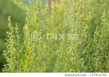 Plant Estragon or Tarragon (Artemisia dracunculus) is a spice used in pickling, canning, and is an excellent seasoning for meat dishes. It has phytoncide properties. 137412150