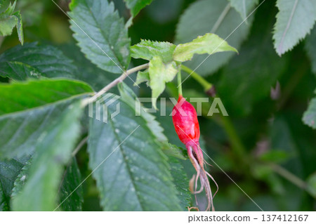 Branches of ripe red rose hips in the forest in autumn. Branches of ripe red rose hips in the forest in autumn. 137412167