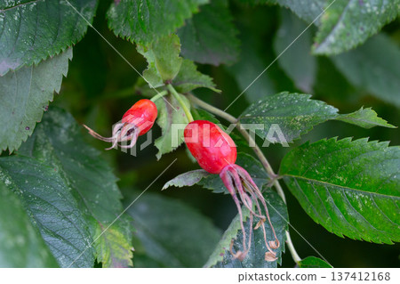 Branches of ripe red rose hips in the forest in autumn. Branches of ripe red rose hips in the forest in autumn. 137412168