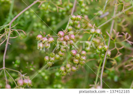The fruits of the medicinal plant Pimpinella Anisum in the garden on a branch, selective focus. The fruits of the medicinal plant Pimpinella Anisum in the garden on a branch, selective focus. 137412185
