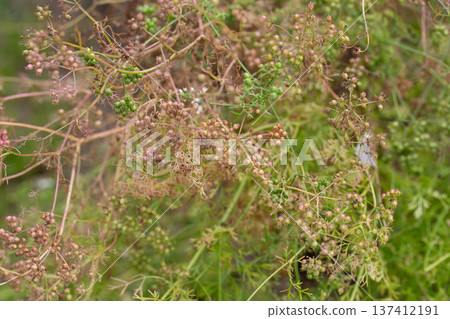 The fruits of the medicinal plant Pimpinella Anisum in the garden on a branch, selective focus. The fruits of the medicinal plant Pimpinella Anisum in the garden on a branch, selective focus. 137412191