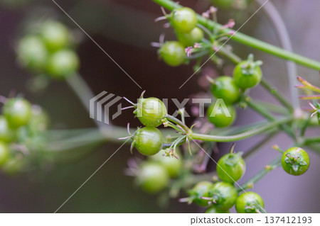 The fruits of the medicinal plant Pimpinella Anisum in the garden on a branch, selective focus. 137412193