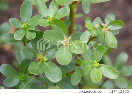 Portulaca oleracea (common purslane, verdolaga, pursley) in field. It is used as traditional Chinese medical herbal, which has cooling and detoxification effect. Portulaca oleracea (common purslane, verdolaga, pursley) in field. It is used as traditional Chinese medical herbal, which has cooling and detoxification effect. 137412200