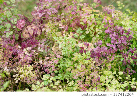 Chervil (Anthriscus cerefolium), beautifully growing chervil in spring time. Background made of colorful leaves of a medicinal plant. Green foliage. Close up view. Chervil (Anthriscus cerefolium), beautifully growing chervil in spring time. Background made of colorful leaves of a medicinal plant. Green foliage. Close up view. 137412204