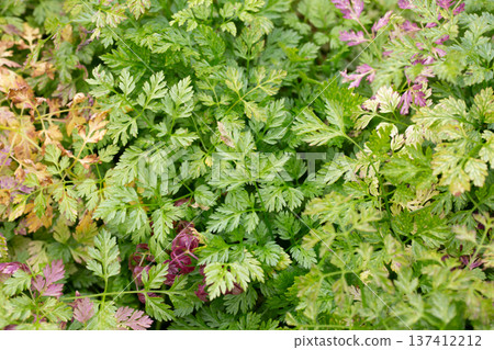Chervil (Anthriscus cerefolium), beautifully growing chervil in spring time. Background made of colorful leaves of a medicinal plant. Green foliage. Close up view. Chervil (Anthriscus cerefolium), beautifully growing chervil in spring time. Background made of colorful leaves of a medicinal plant. Green foliage. Close up view. 137412212