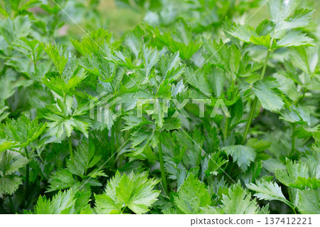 Celery or Apium graveolens growing on the pot in the garden. 137412221