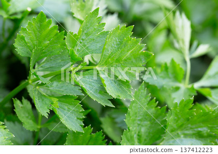 Celery or Apium graveolens growing on the pot in the garden. 137412223