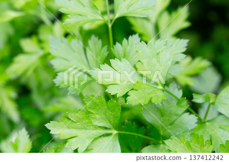 Bright shining green leaves of garden flat-leaf parsley (Petroselinum sativum) in sunlight, growing in organic (bio) private garden in summer. Close up. 137412242