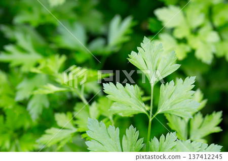 Bright shining green leaves of garden flat-leaf parsley (Petroselinum sativum) in sunlight, growing in organic (bio) private garden in summer. Close up. Bright shining green leaves of garden flat-leaf parsley (Petroselinum sativum) in sunlight, growing in organic (bio) private garden in summer. Close up. 137412245