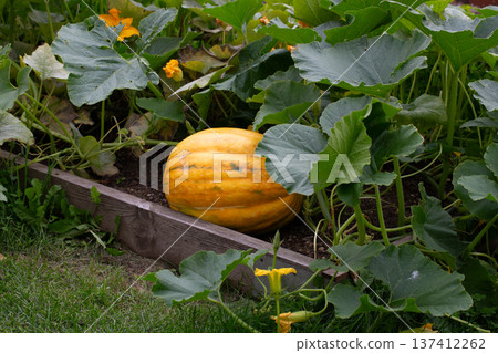 A pumpkin (Cucurbita pepo) growing in a vegetable garden. Pumpkin plant growing in a bed garden with healthy leaves and a pumpkin. A pumpkin (Cucurbita pepo) growing in a vegetable garden. Pumpkin plant growing in a bed garden with healthy leaves and a pumpkin. 137412262