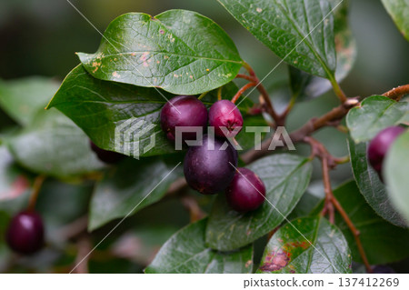 Dark-fruited cotoneaster (Cotoneaster melanocarpus) with ripe pomes Dark-fruited cotoneaster (Cotoneaster melanocarpus) with ripe pomes 137412269