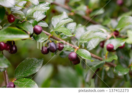 Dark-fruited cotoneaster (Cotoneaster melanocarpus) with ripe pomes Dark-fruited cotoneaster (Cotoneaster melanocarpus) with ripe pomes 137412273
