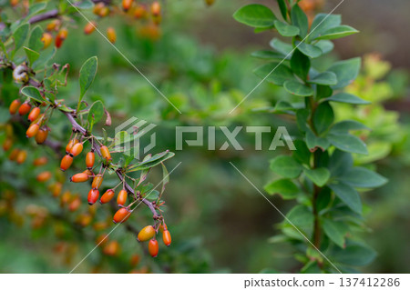 red berries of berberis vulgaris bush at autumn in the garden red berries of berberis vulgaris bush at autumn in the garden 137412286
