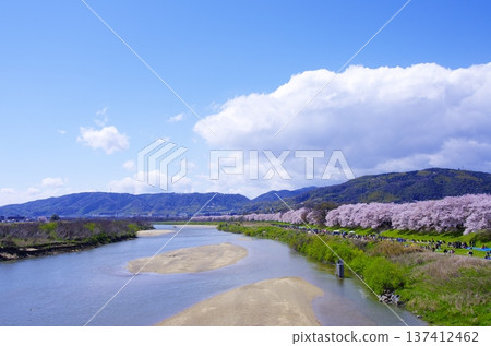 Spring Japanese scenery with rows of cherry blossom trees, a river, blue sky and clouds 137412462