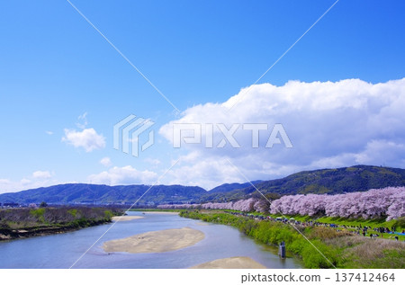 春日日本美景:成排的櫻花樹、蜿蜒的河流、湛藍的天空和朵朵白雲。 春日日本美景:成排的櫻花樹、蜿蜒的河流、湛藍的天空和朵朵白雲。 137412464