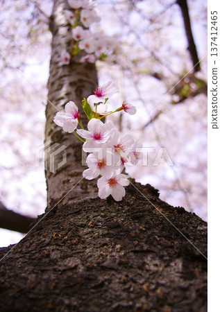 Spring Japanese scenery with rows of cherry blossom trees, a river, blue sky and clouds Spring Japanese scenery with rows of cherry blossom trees, a river, blue sky and clouds 137412465