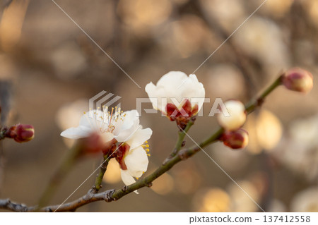 二月:李樹盛開。 二月:李樹盛開。 137412558