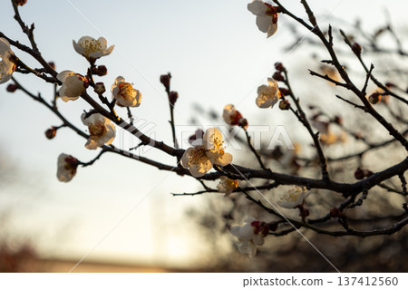 二月:梅園中70%的梅花盛開。 二月:梅園中70%的梅花盛開。 137412560