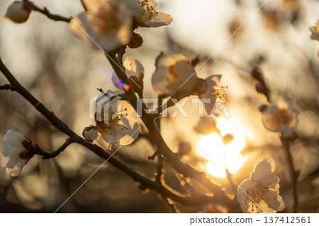 February: 70% of the plum blossoms in the plum grove are in bloom. 137412561