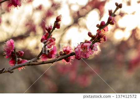 February: 70% of the plum trees in bloom. Red plums. February: 70% of the plum trees in bloom. Red plums. 137412572