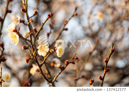 February: 70% of the plum blossoms in the plum grove are in bloom. February: 70% of the plum blossoms in the plum grove are in bloom. 137412577