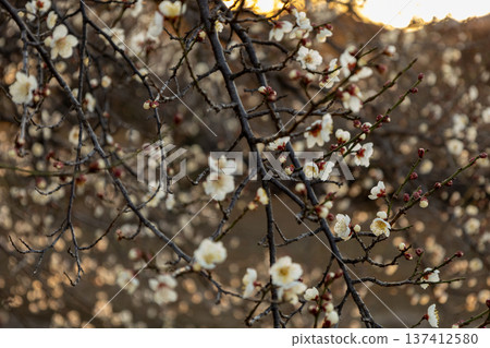 February: Plum trees in full bloom February: Plum trees in full bloom 137412580