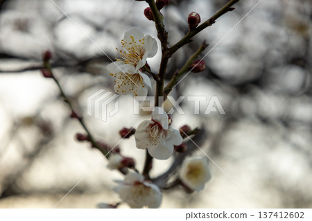 February: Plum trees in full bloom February: Plum trees in full bloom 137412602