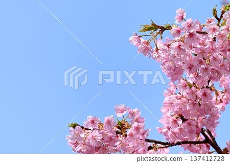 Kawazu cherry blossoms in the blue sky Kawazu cherry blossoms in the blue sky 137412728
