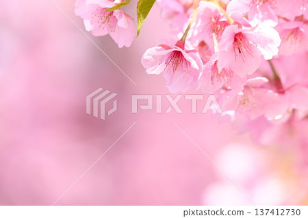 Pink Kawazu cherry blossoms Pink Kawazu cherry blossoms 137412730