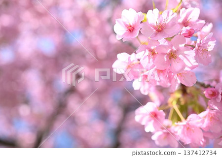 Pink Kawazu cherry blossoms Pink Kawazu cherry blossoms 137412734