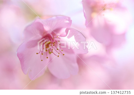 粉紅河津櫻花 粉紅河津櫻花 137412735