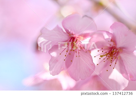 Kawazu櫻花在藍天 Kawazu櫻花在藍天 137412736