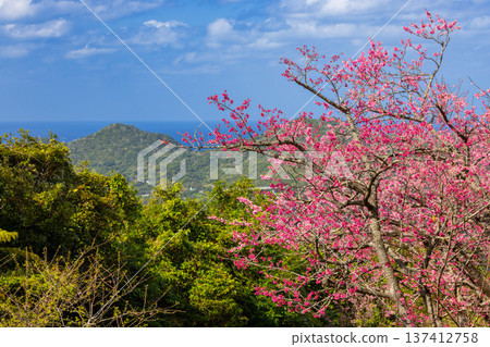 Early-blooming Ryukyu Kanhi cherry blossoms and the sea beyond at the Motobu Yaedake Cherry Blossom Festival in Motobu Town, Kunigami District, Okinawa Prefecture 137412758