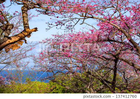沖繩縣國頭郡本部町:本部八重岳櫻花節上,琉球寒飛櫻花早春盛開,遠處的大海也盡收眼底。 沖繩縣國頭郡本部町:本部八重岳櫻花節上,琉球寒飛櫻花早春盛開,遠處的大海也盡收眼底。 137412760