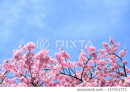 Pink Kawazu cherry tree Pink Kawazu cherry tree 137412771