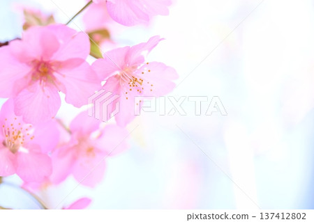 桃紅色Kawazu櫻桃樹 桃紅色Kawazu櫻桃樹 137412802