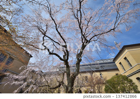 Old main building of Kyoto Prefectural Government, cherry blossoms in full bloom 137412866