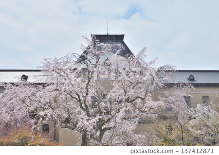 Old main building of Kyoto Prefectural Government, cherry blossoms in full bloom Old main building of Kyoto Prefectural Government, cherry blossoms in full bloom 137412871