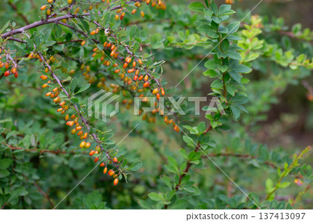 red berries of berberis vulgaris bush at autumn in the garden red berries of berberis vulgaris bush at autumn in the garden 137413097