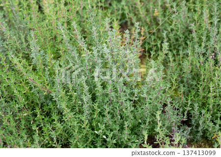 Thymus vulgaris 'Compactus'is a fine herb with green leaves 137413099