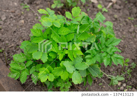 Chelidonium majus, the great celandine, is a medicinal plant that grows in the garden. Young green celandine leaves. Chelidonium majus, the great celandine, is a medicinal plant that grows in the garden. Young green celandine leaves. 137413123