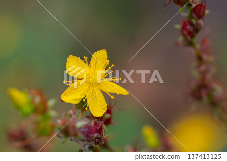 Yellow flowers of common or perforate St John's wort. Close-up of flowering Hypericum perforatum, a medicinal plant growing in the garden. Yellow flowers of common or perforate St John's wort. Close-up of flowering Hypericum perforatum, a medicinal plant growing in the garden. 137413125