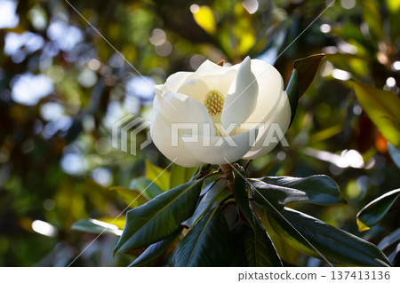 Magnolia grandiflora (Southern magnolia) flowers. The fragrant flowers bloom in summer, and the contrast between the white flowers and the deep green leaves is very beautiful 137413136
