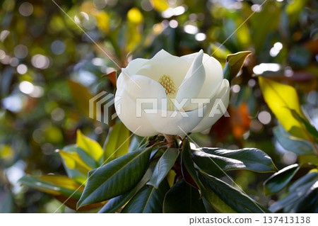 Magnolia grandiflora (Southern magnolia) flowers. The fragrant flowers bloom in summer, and the contrast between the white flowers and the deep green leaves is very beautiful Magnolia grandiflora (Southern magnolia) flowers. The fragrant flowers bloom in summer, and the contrast between the white flowers and the deep green leaves is very beautiful 137413138