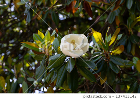 Magnolia grandiflora (Southern magnolia) flowers. The fragrant flowers bloom in summer, and the contrast between the white flowers and the deep green leaves is very beautiful 137413142