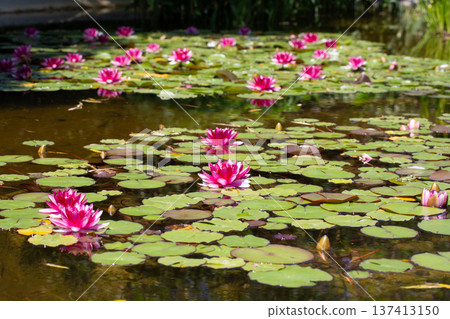 Charming scene of a tranquil pond adorned with a variety of pink water lilies. 137413150